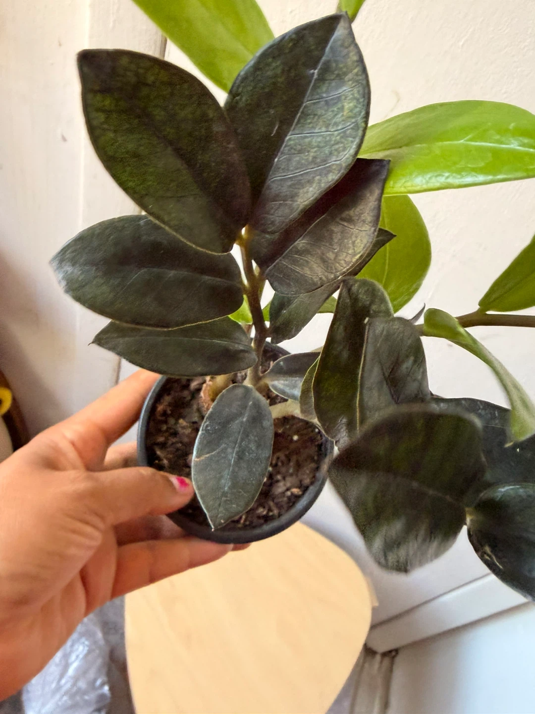 Black Raven ZZ plant - photo 5