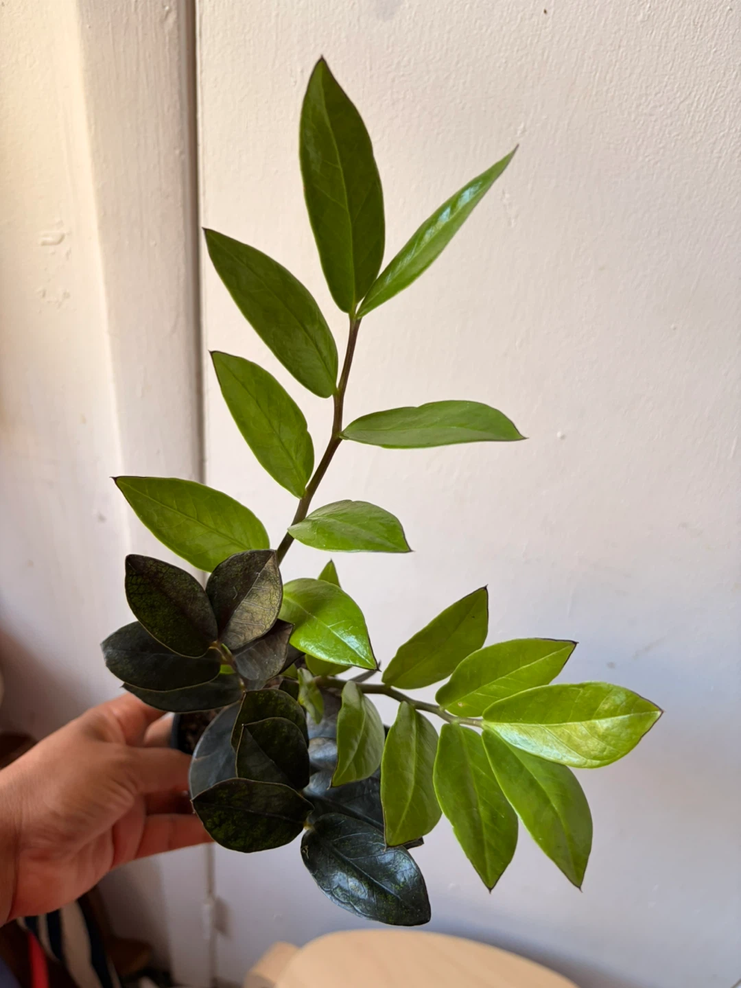 Black Raven ZZ plant