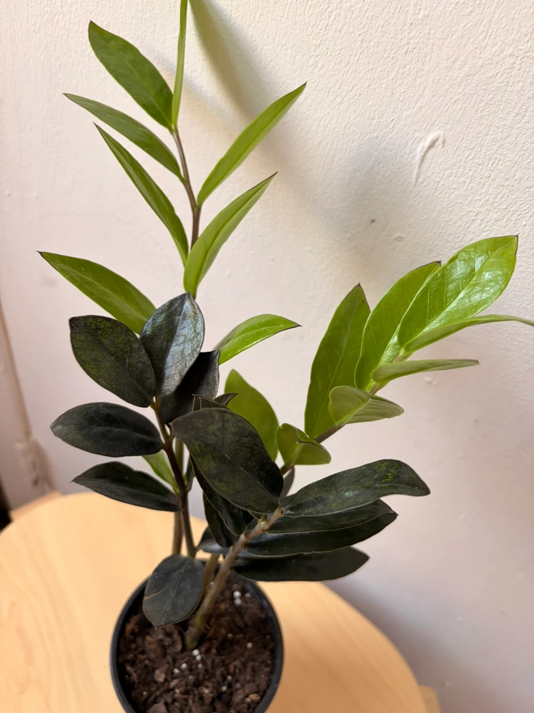 Black Raven ZZ plant - photo 4