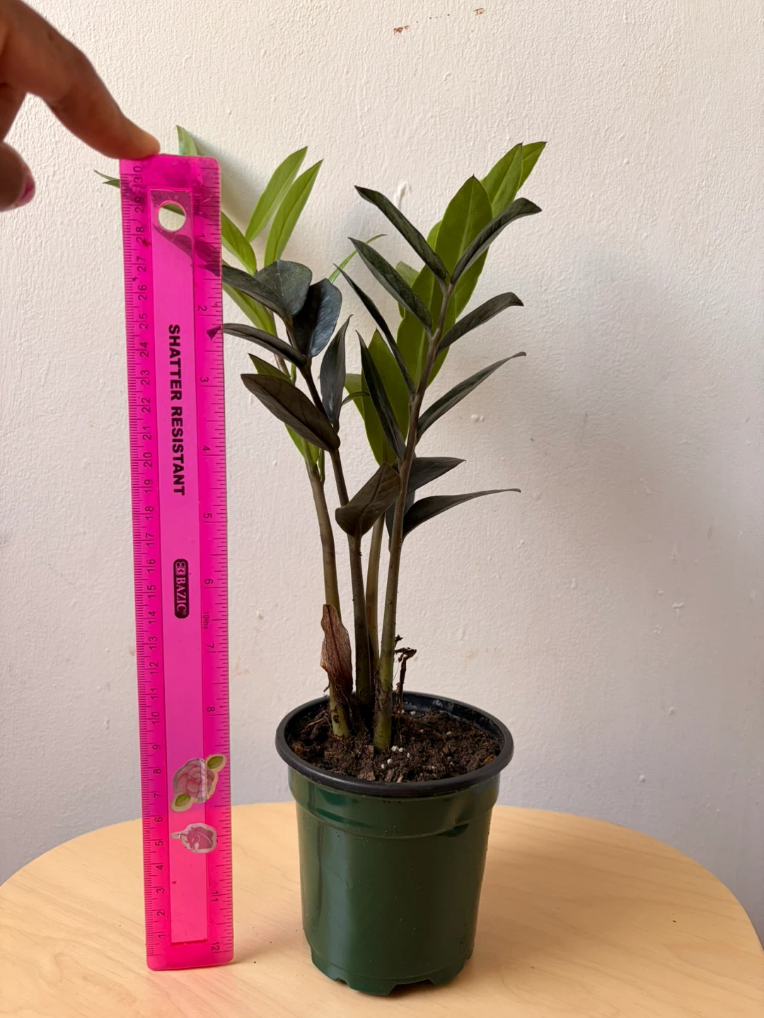Black Raven ZZ plant - photo 3