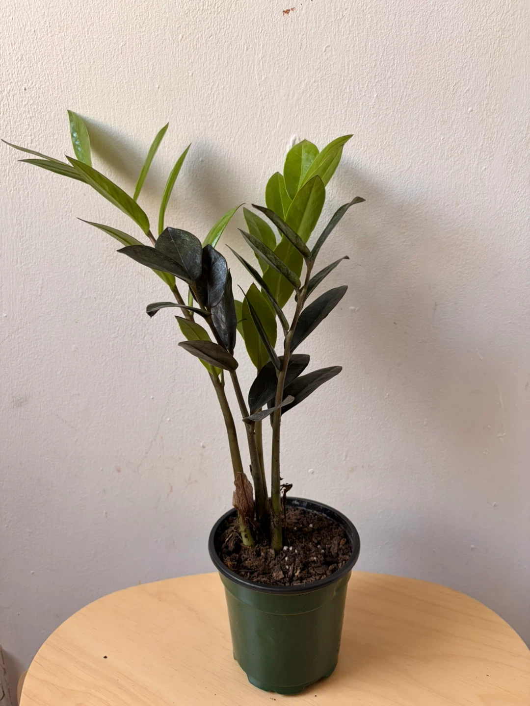 Black Raven ZZ plant - photo 2