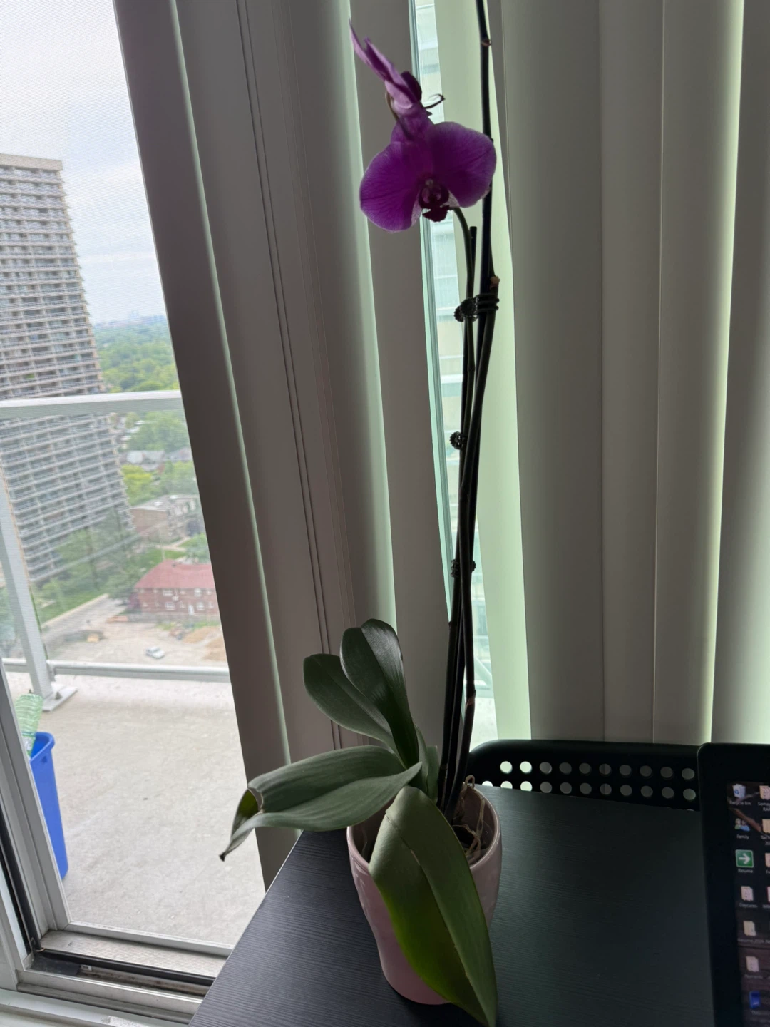 Purple Orchid Plant