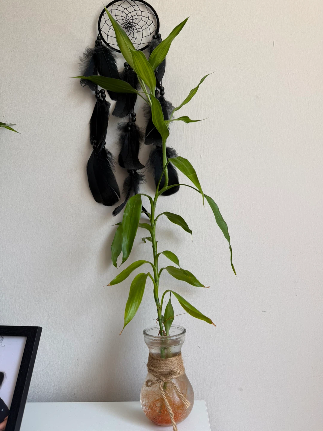 Lucky Bamboo Plant in Glass Vase
