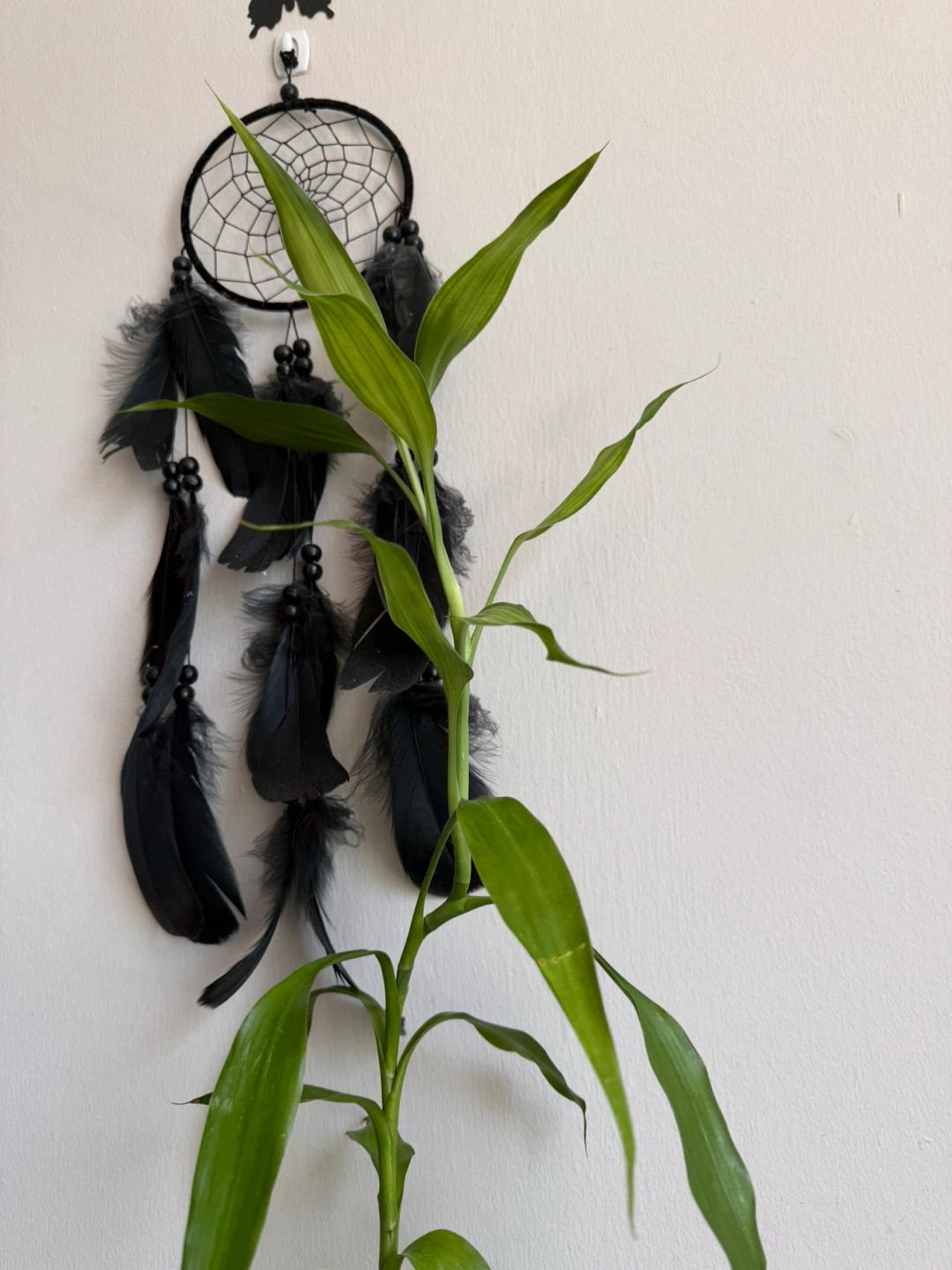 Lucky Bamboo Plant in Glass Vase - photo 2