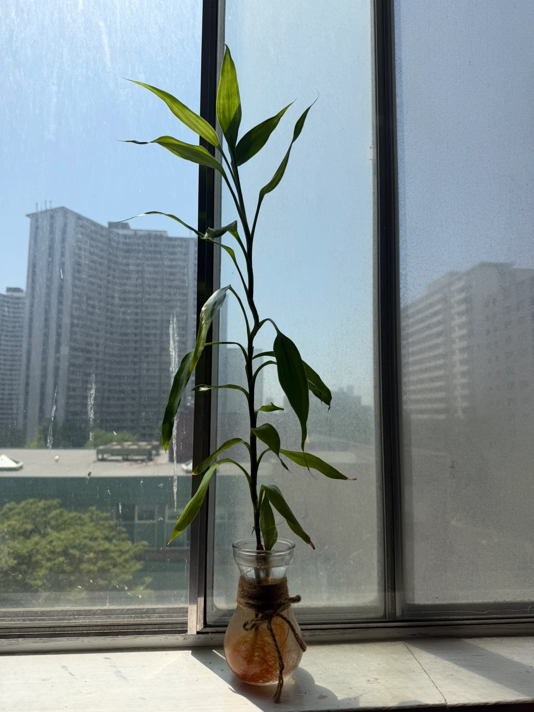 Lucky Bamboo Plant in Glass Vase - photo 3