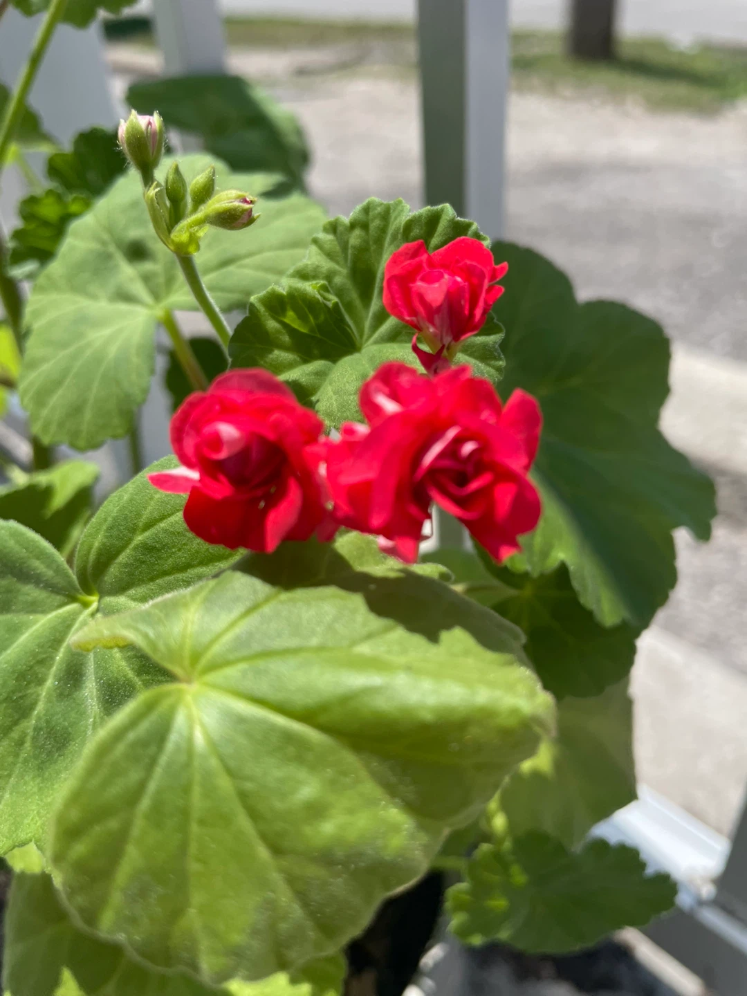 Geranium Plant in a decorative pot ⚽️ - photo 4