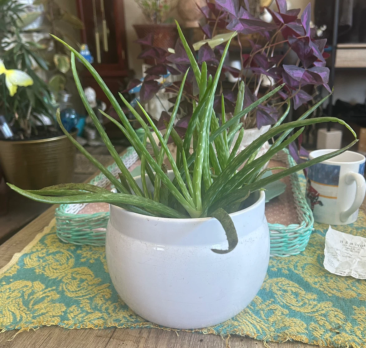 Aloe Vera Plant in White Pot