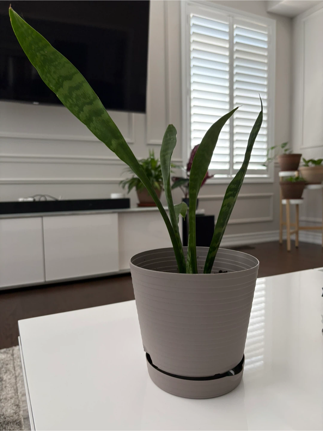 Snake Plant / Air Purifier Plant
