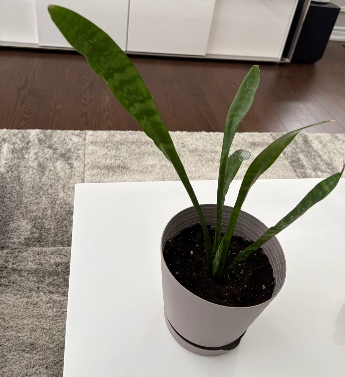 Snake Plant / Air Purifier Plant - photo 2