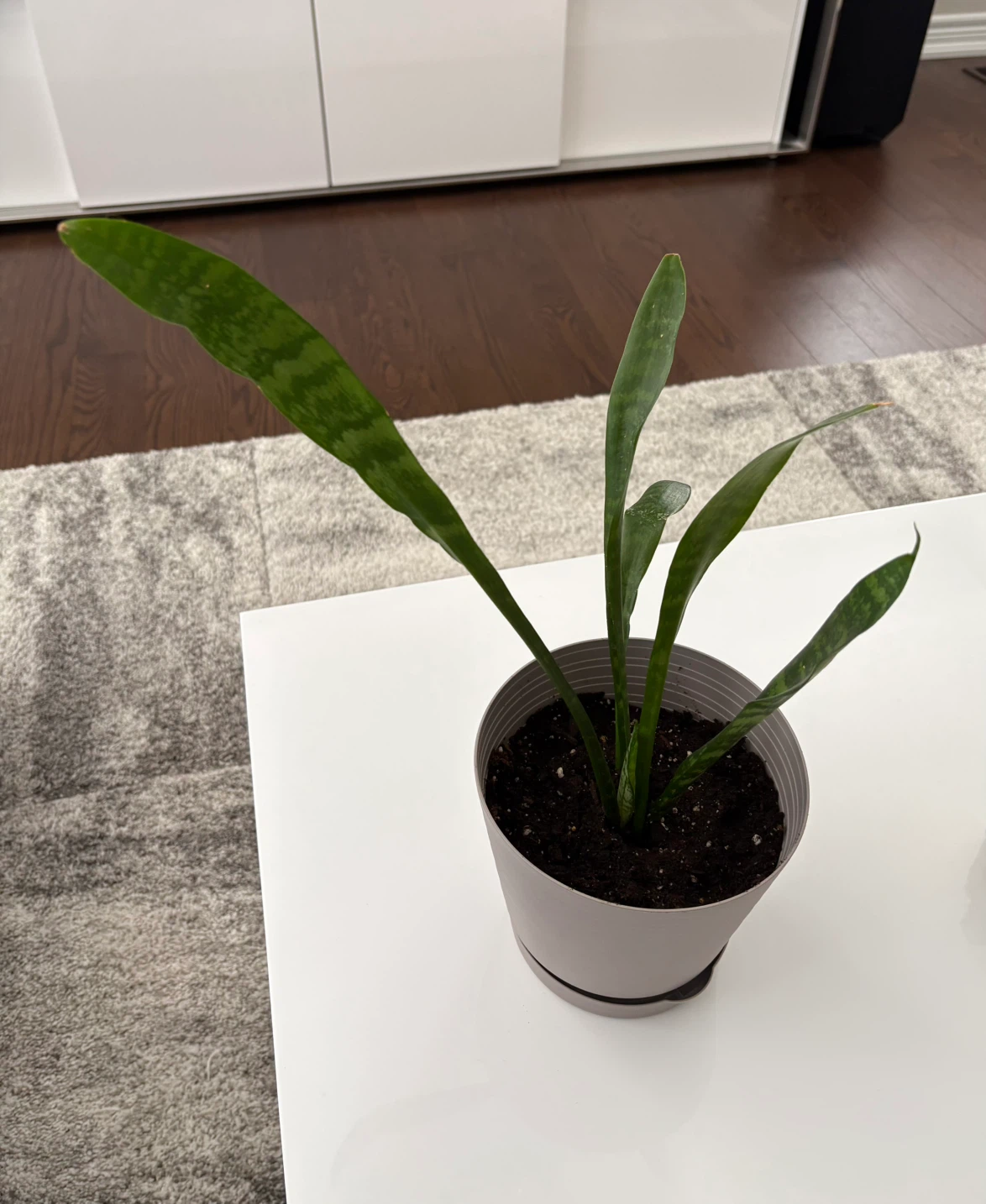 Snake Plant / Air Purifier Plant - photo 3