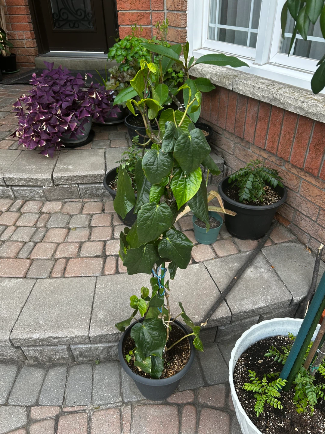 Large Potted Piper Betle Plant