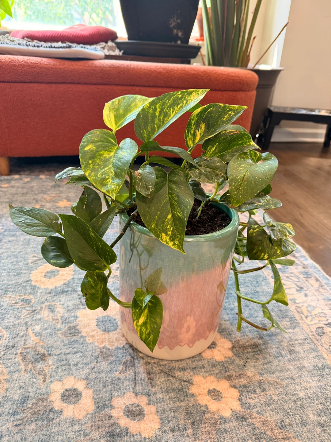 Pothos Plant in Ceramic Pot - photo 2