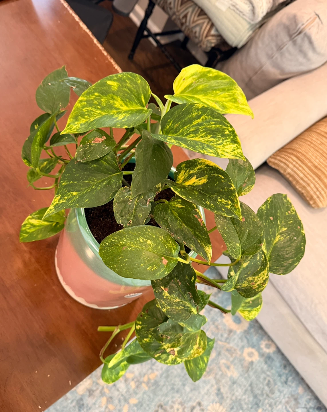 Pothos Plant in Ceramic Pot - photo 3