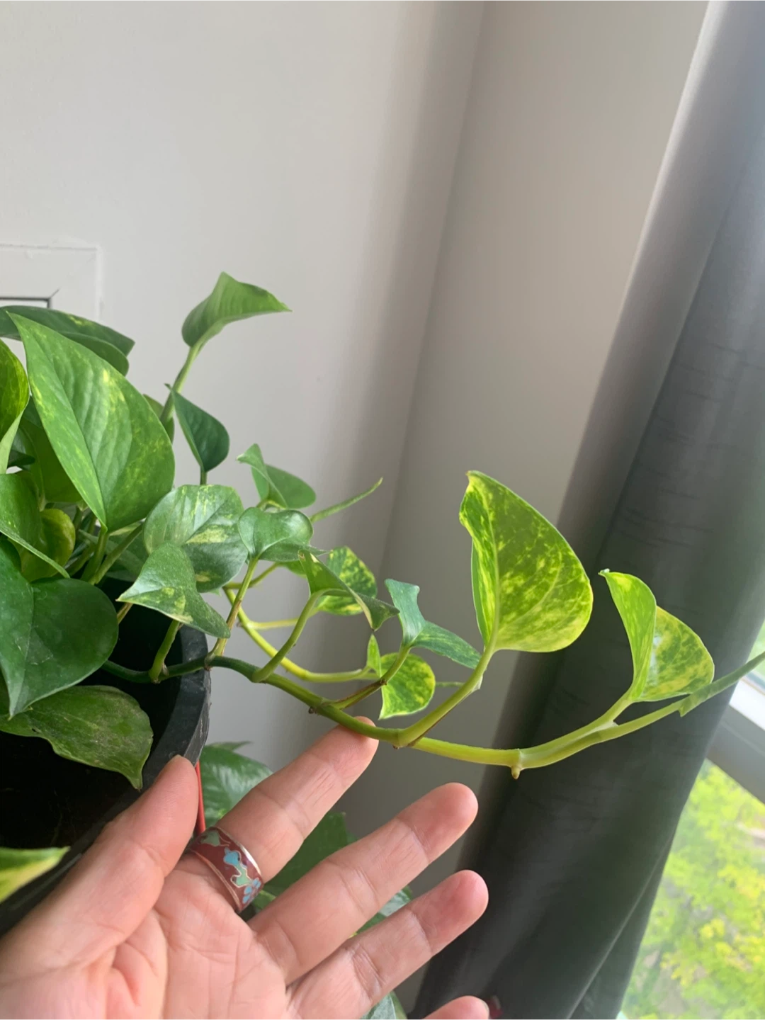 Golden Pothos Plant - photo 4