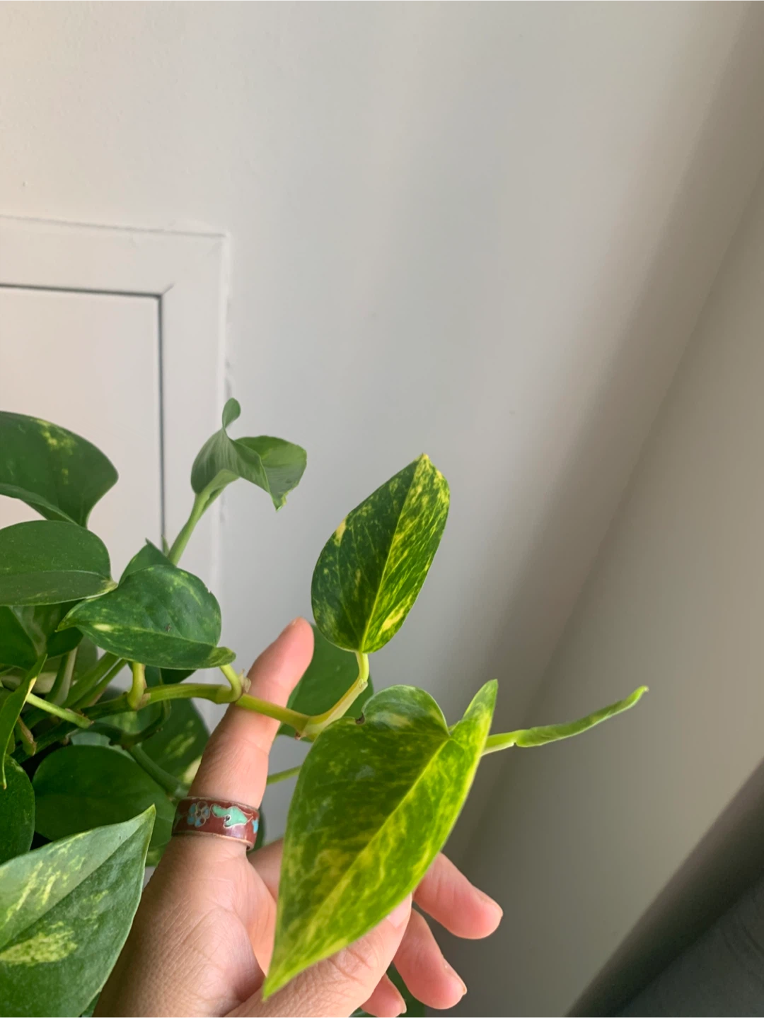 Golden Pothos Plant - photo 5