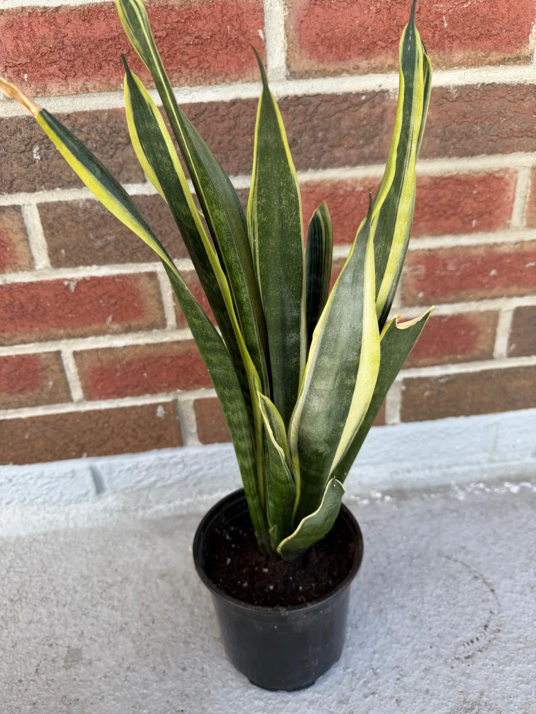 Sansevieria Snake Plant