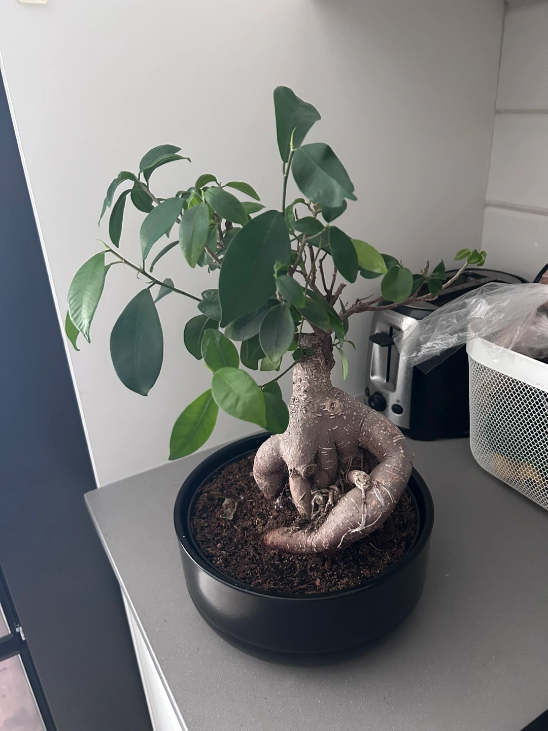 Bonsai Plant in Black Pot (22cm or 8 3/4 inch)