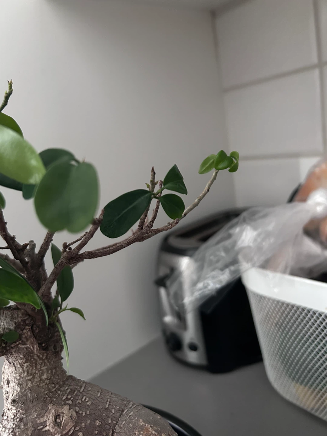Bonsai Plant in Black Pot (22cm or 8 3/4 inch) - photo 3