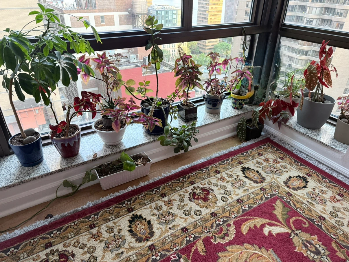 Beautiful collection of Vases with wonderful plants - photo 3