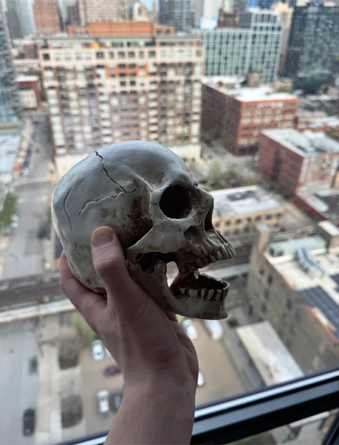 Realistic Human Skull Model with Detachable Jaw