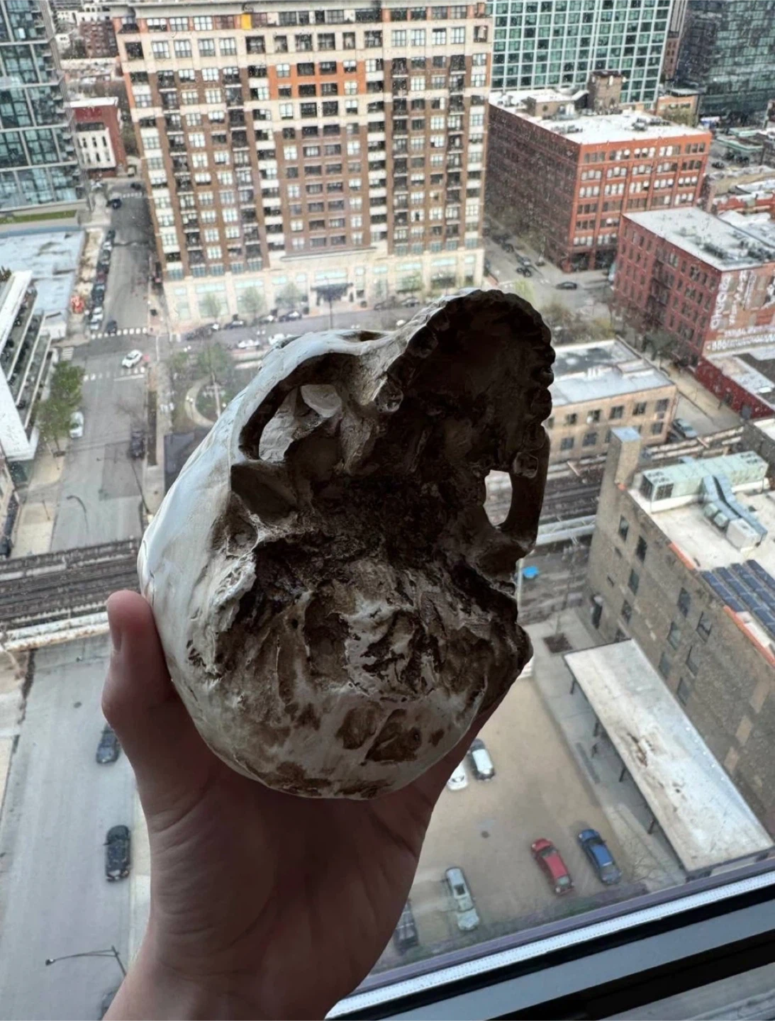 Realistic Human Skull Model with Detachable Jaw - photo 2