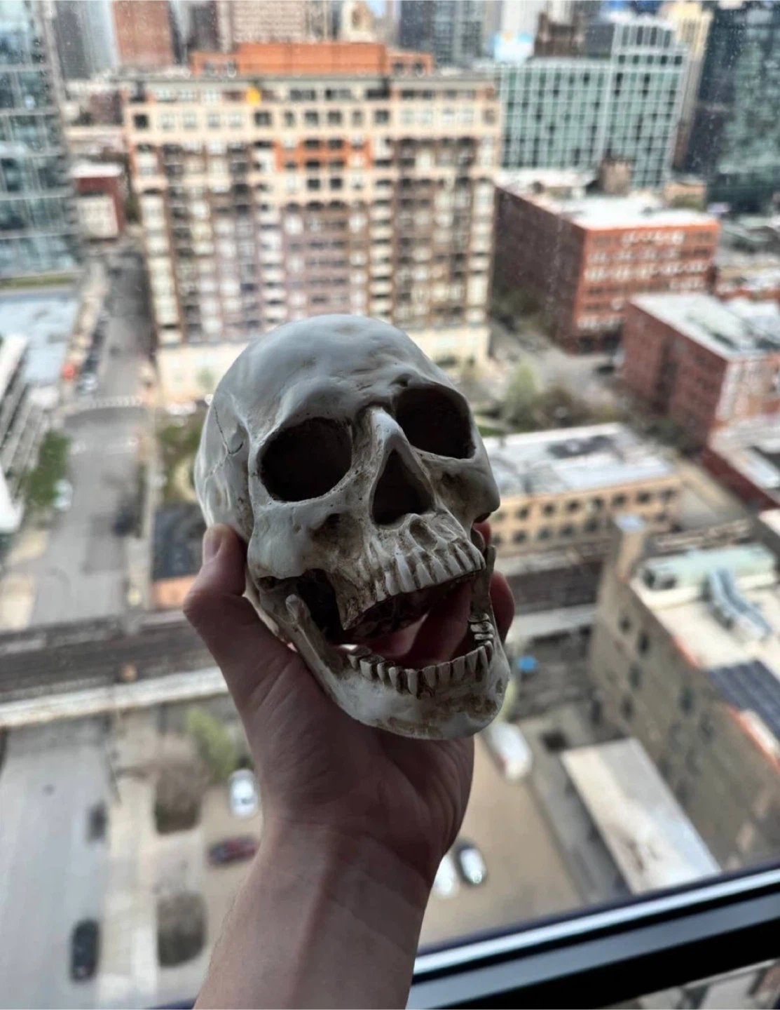 Realistic Human Skull Model with Detachable Jaw - photo 3