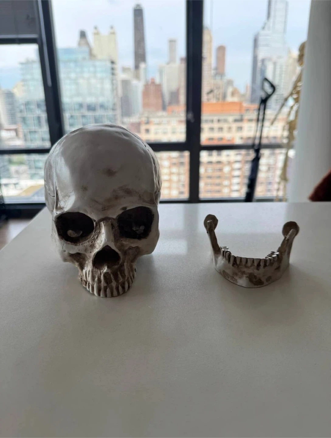 Realistic Human Skull Model with Detachable Jaw - photo 4
