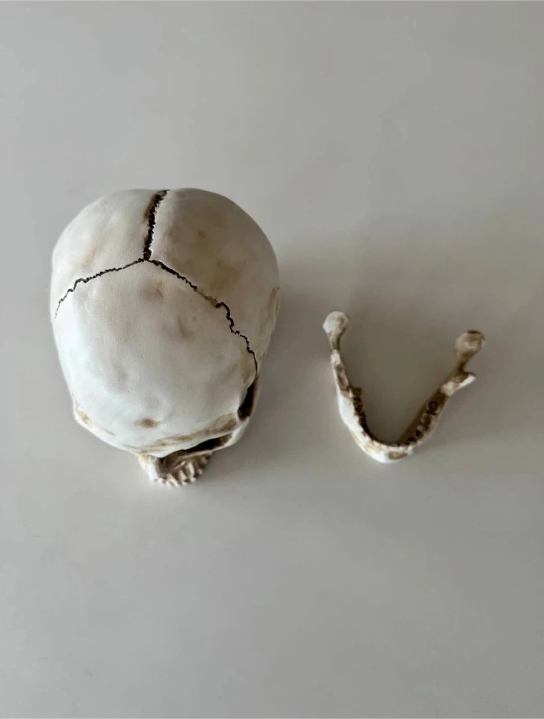 Realistic Human Skull Model with Detachable Jaw - photo 5