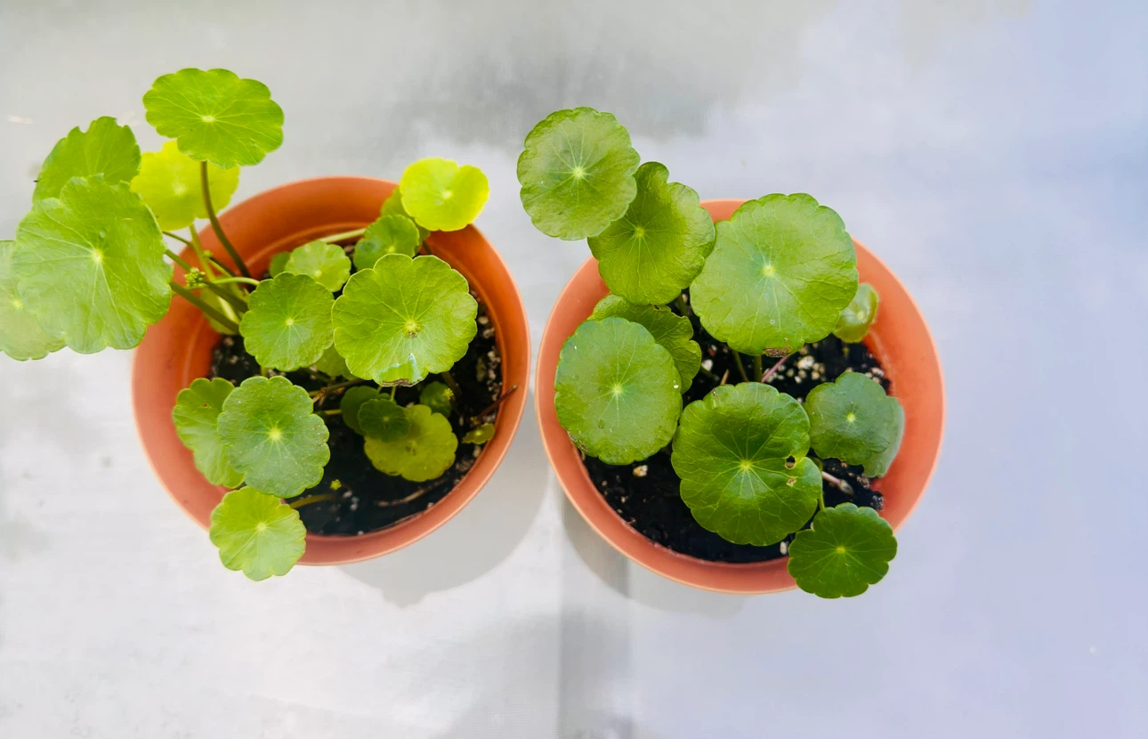 Pennywort (2 pots)