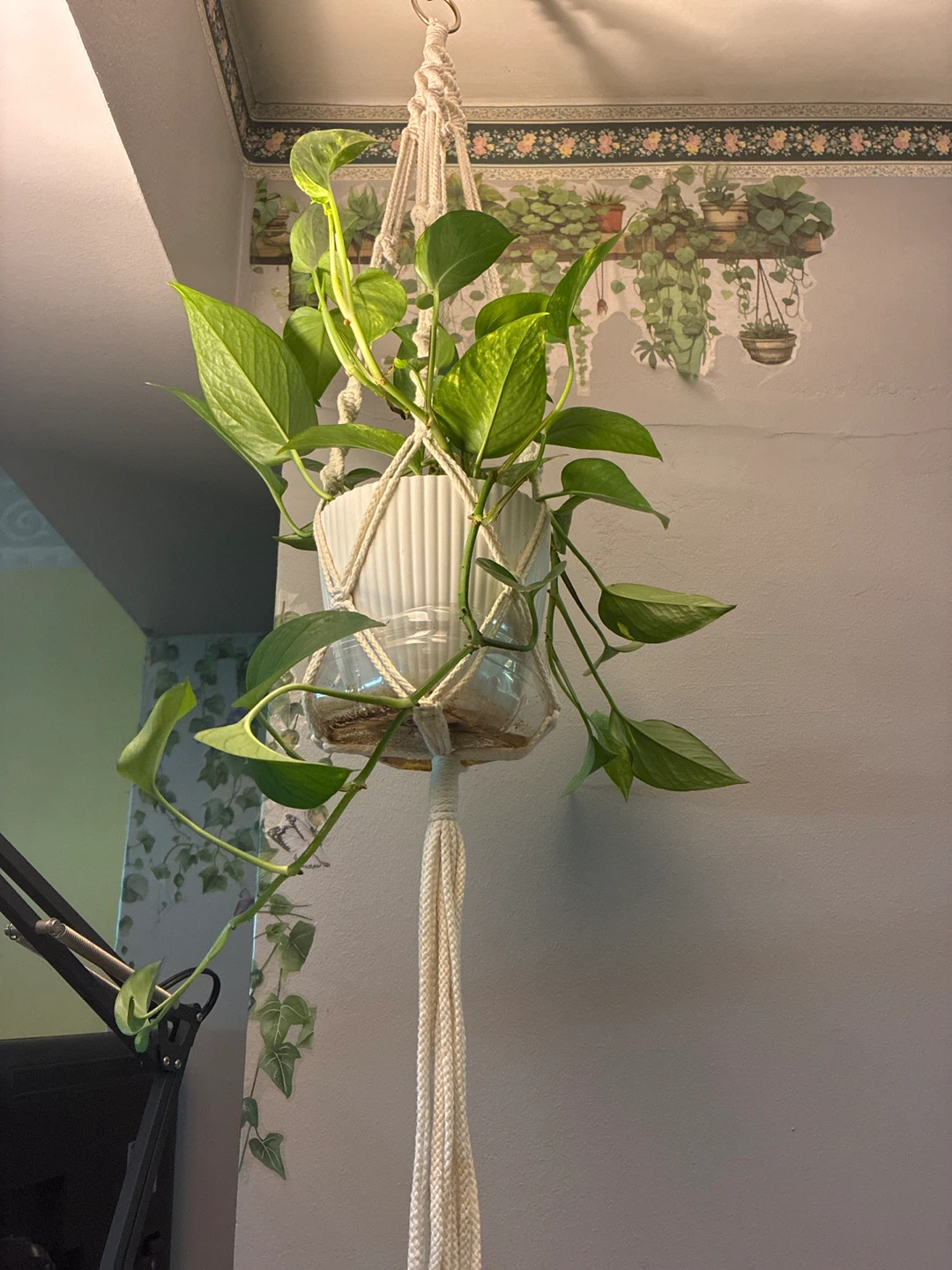 Pothos Plant in Macrame Hanger - photo 2