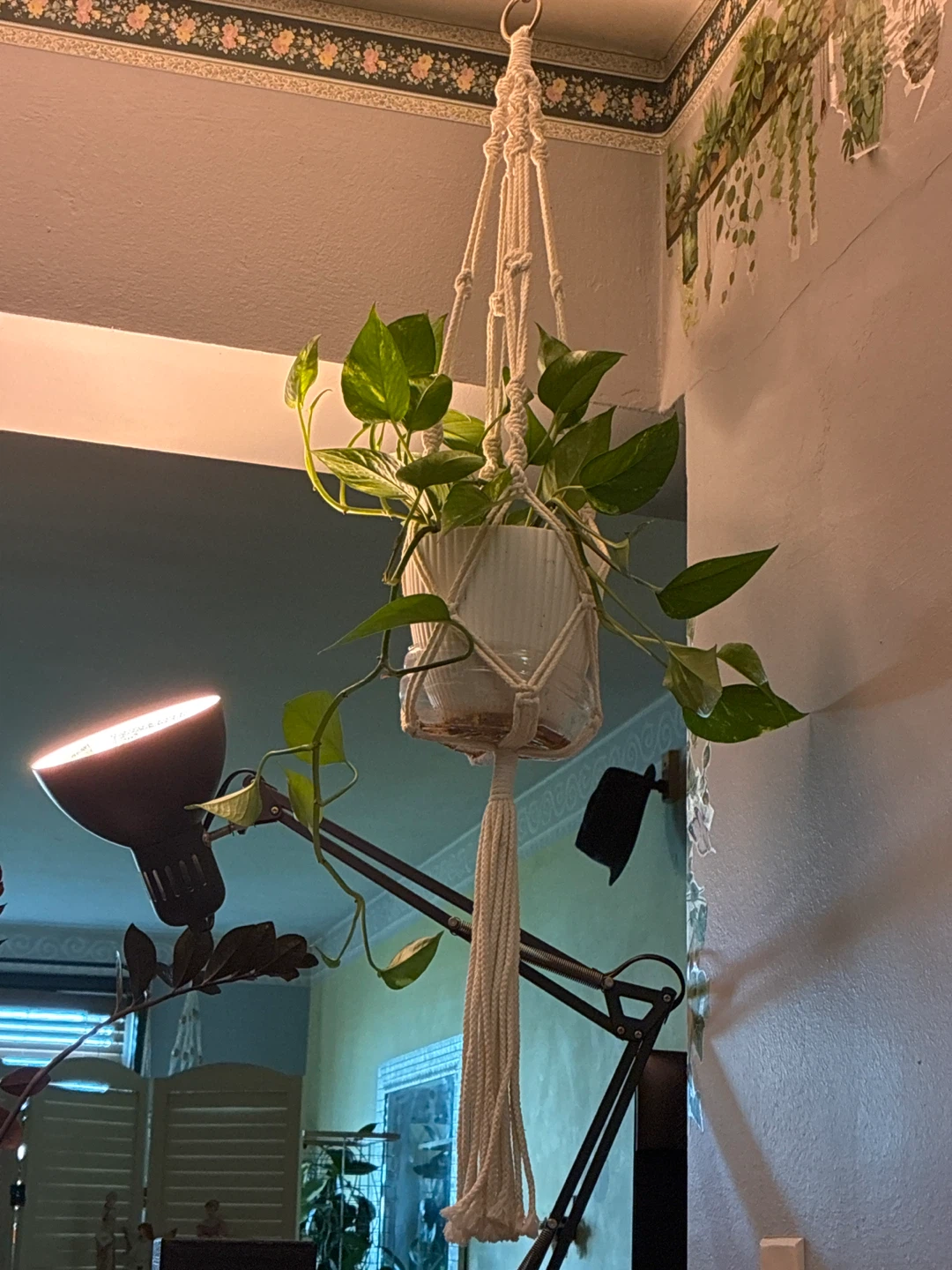 Pothos Plant in Macrame Hanger