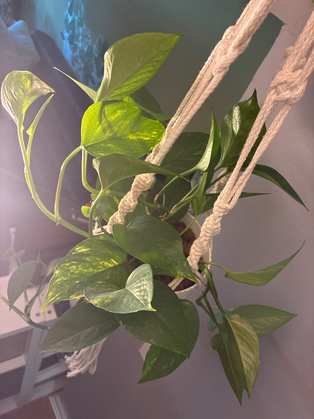 Pothos Plant in Macrame Hanger - photo 3