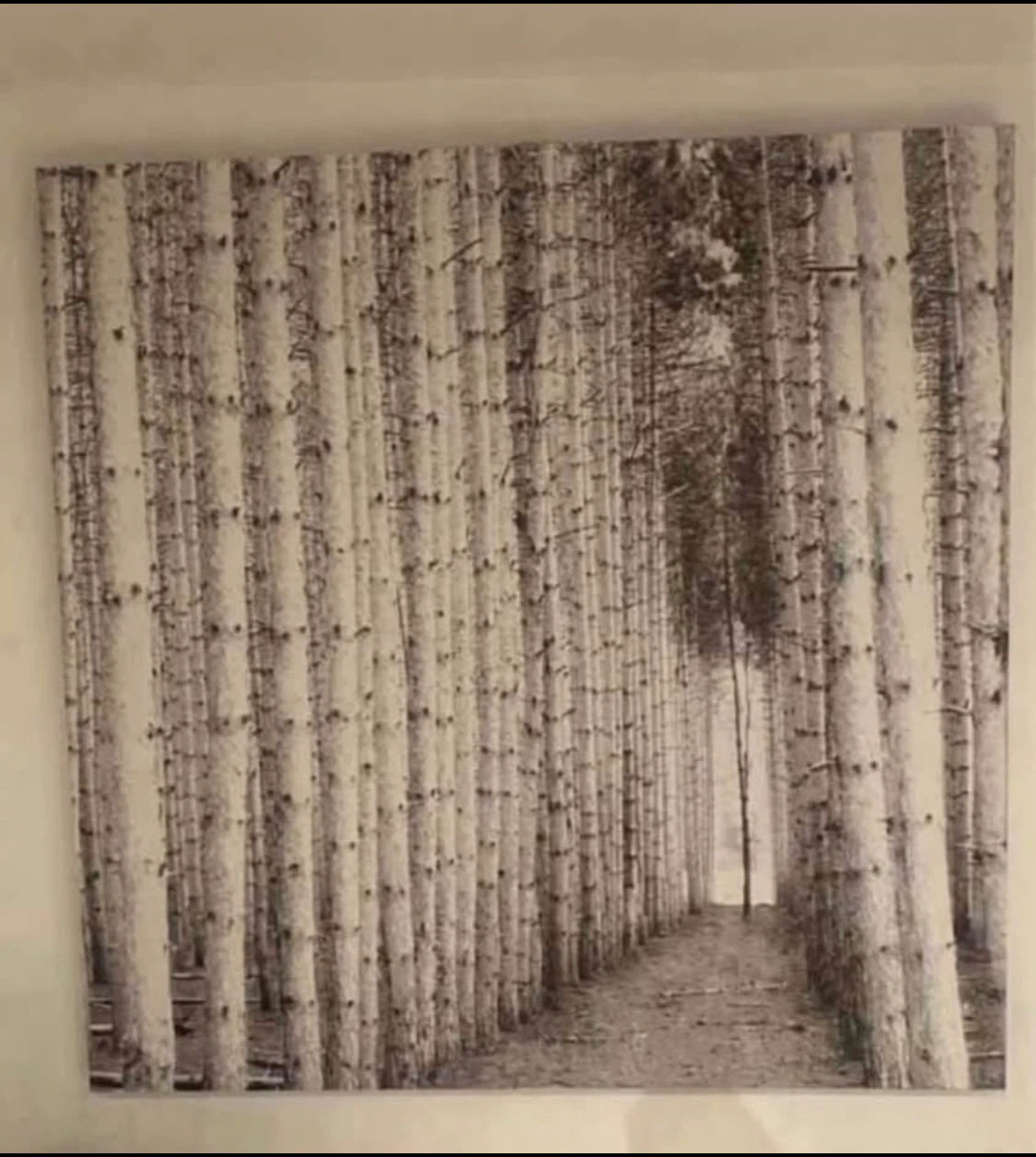 Black and White Forest Canvas Wall Art