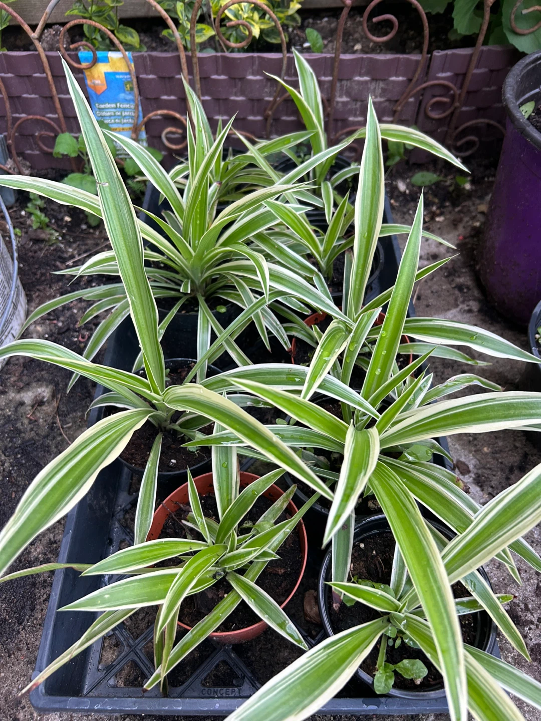 Spider Plants for Sale