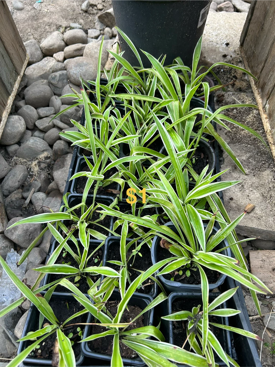 Spider Plants for Sale - photo 2