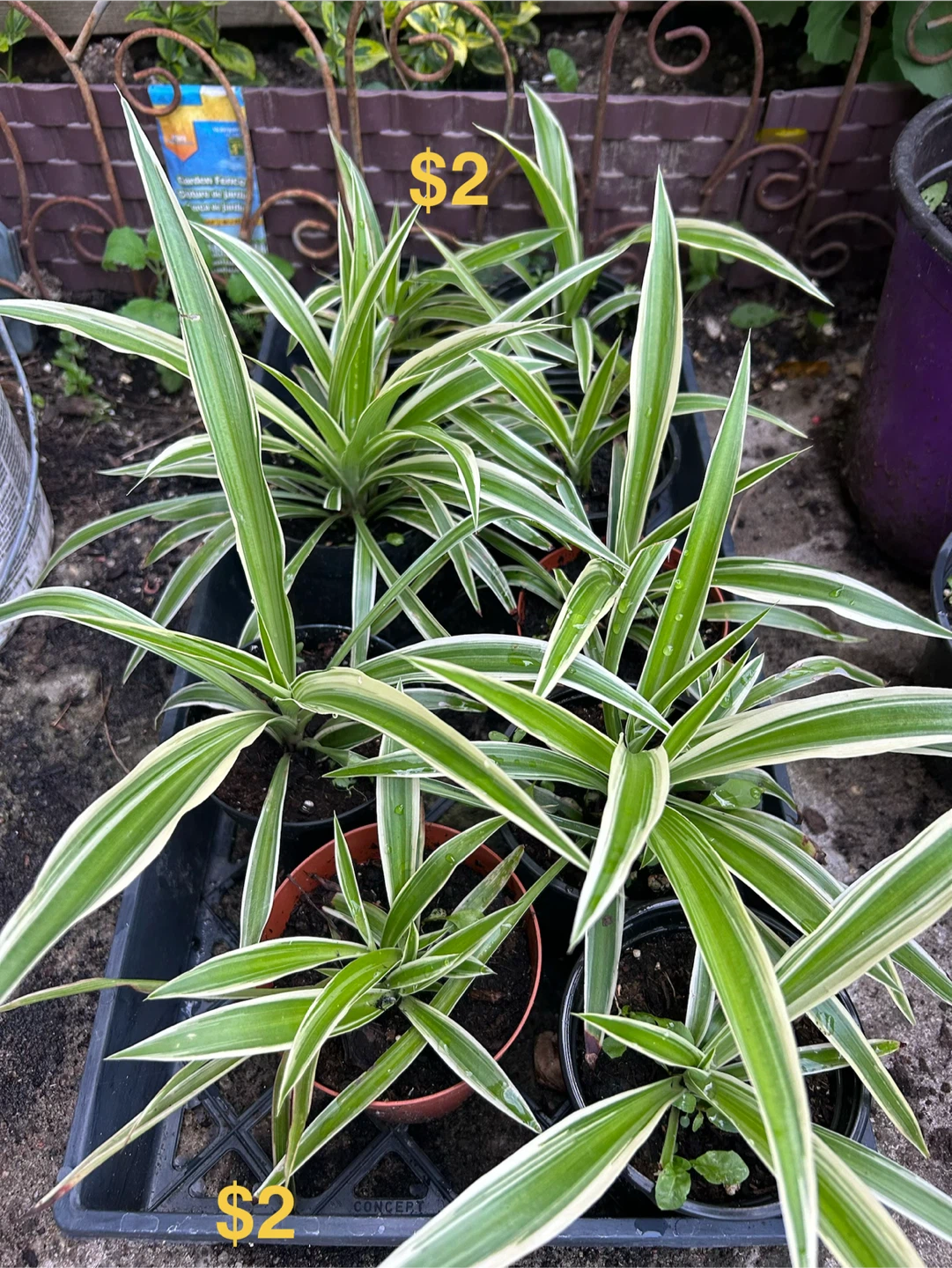 Spider Plants for Sale - photo 3