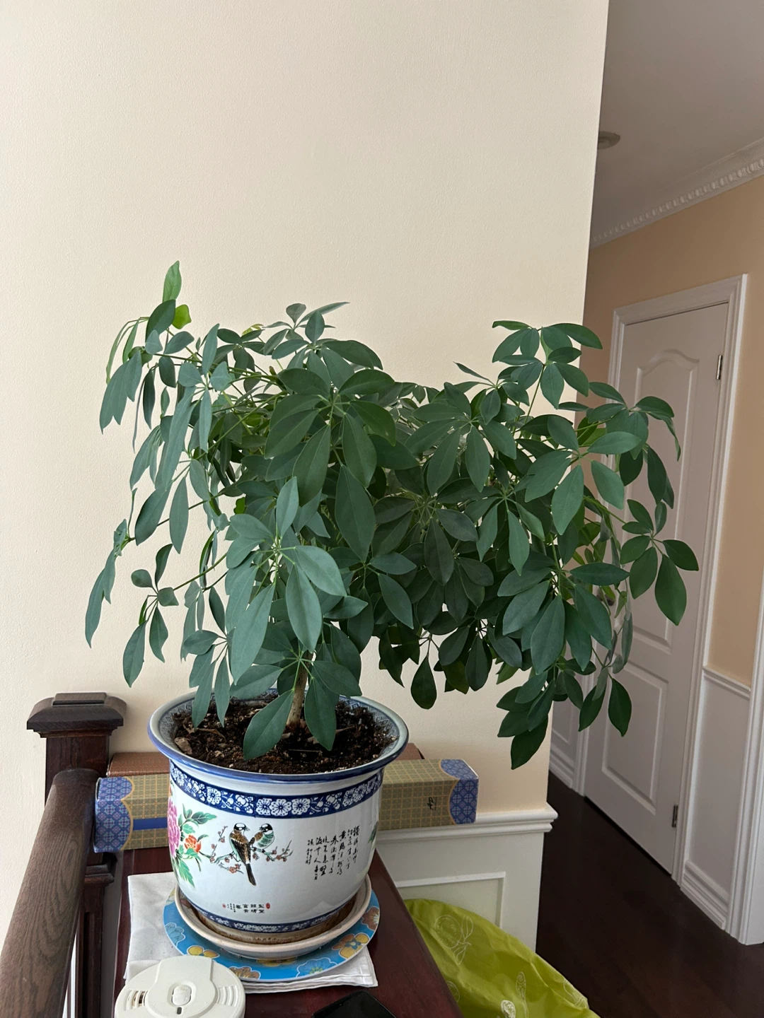 Schefflera Umbrella Tree in Decorative Pot