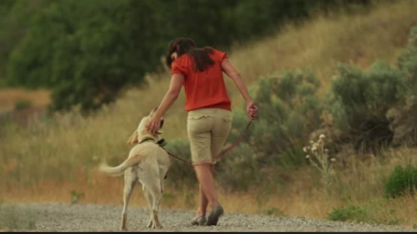 Dog walking business Airdrie