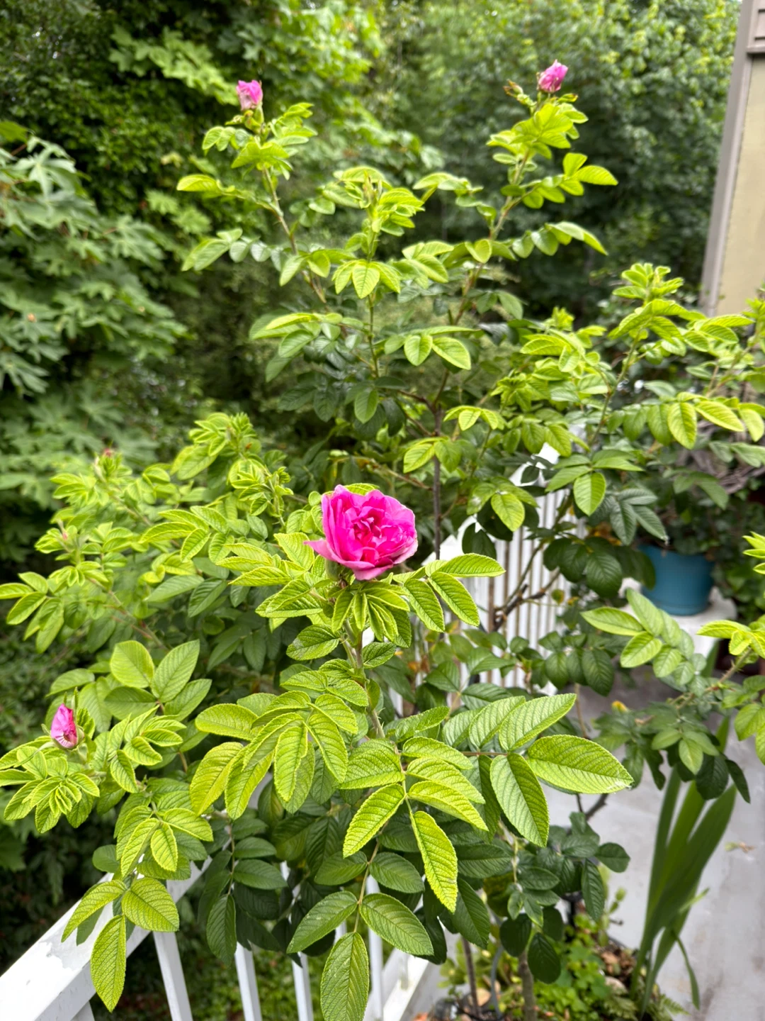 Potted Rose Bush with Pink Flowers