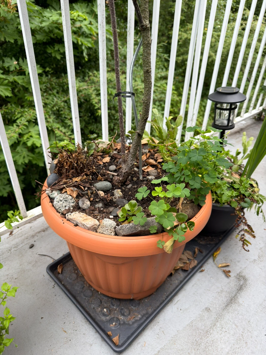 Potted Rose Bush with Pink Flowers - photo 2