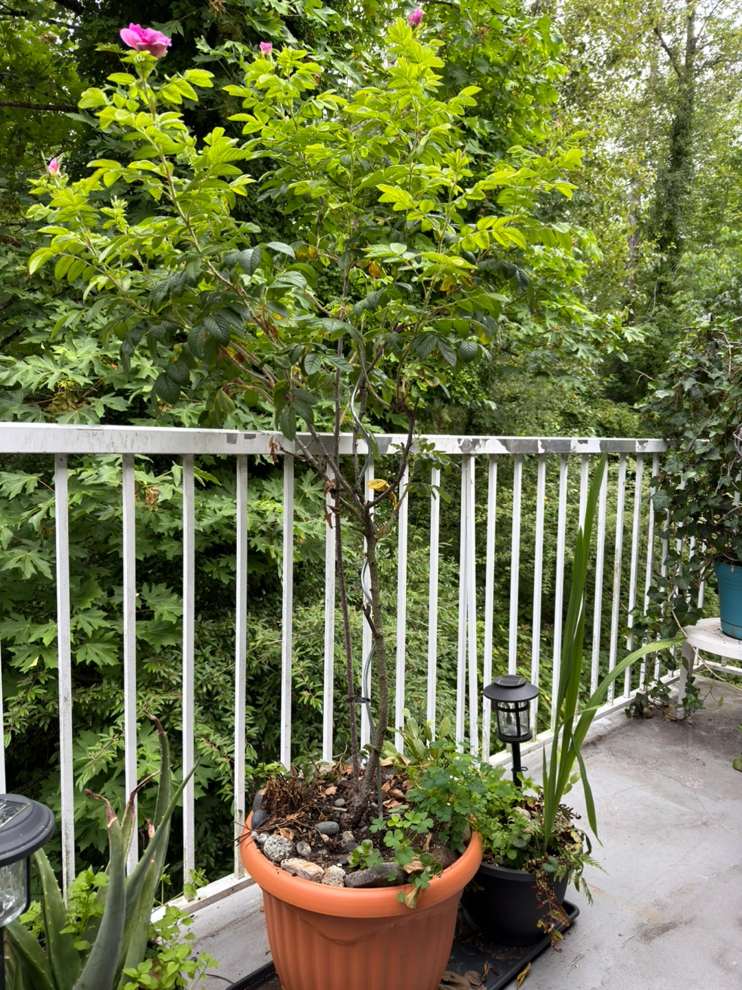 Potted Rose Bush with Pink Flowers - photo 3