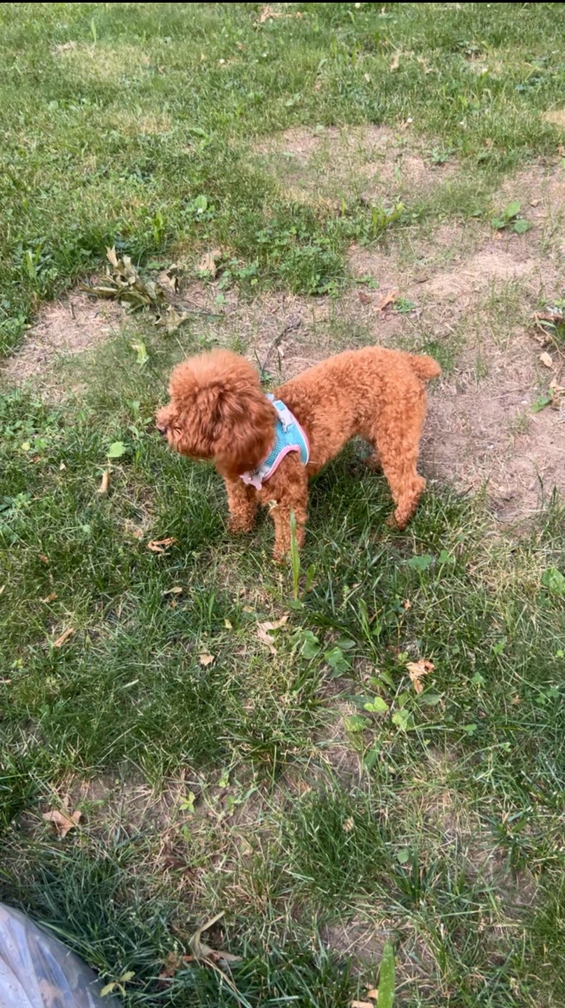 Dog walking (reposting)