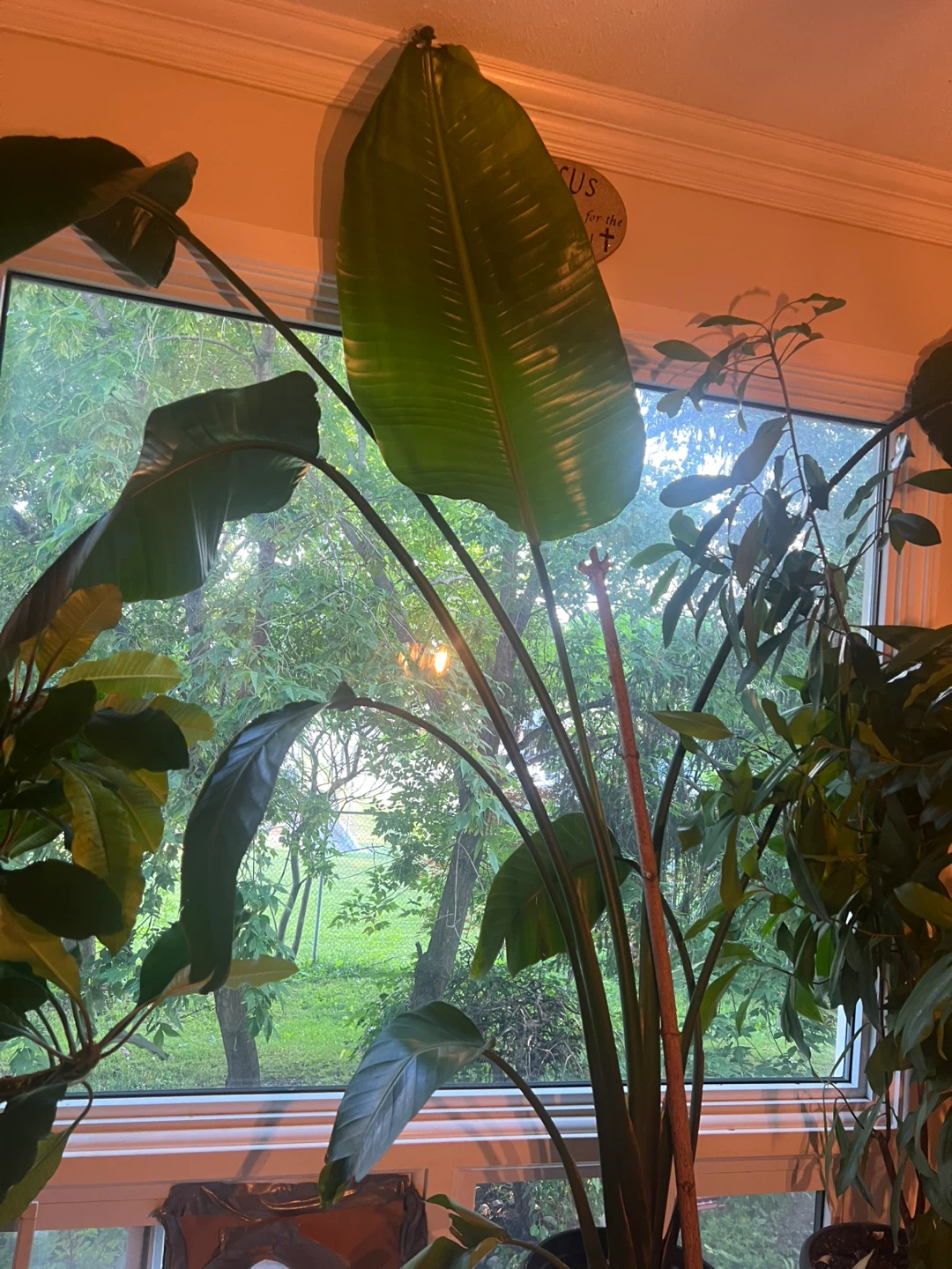 Healthy Large Bird of Paradise Plant