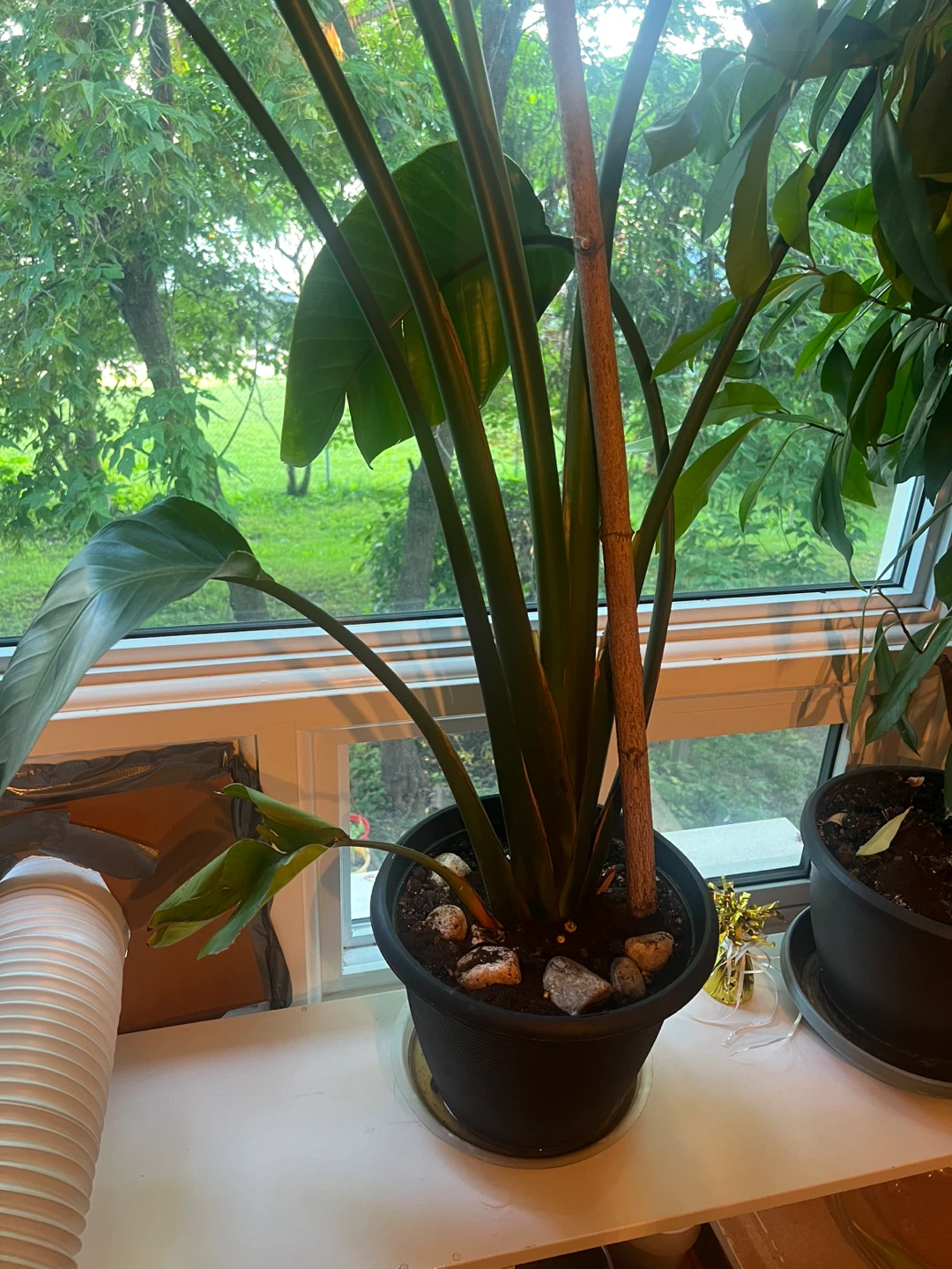Healthy Large Bird of Paradise Plant - photo 2