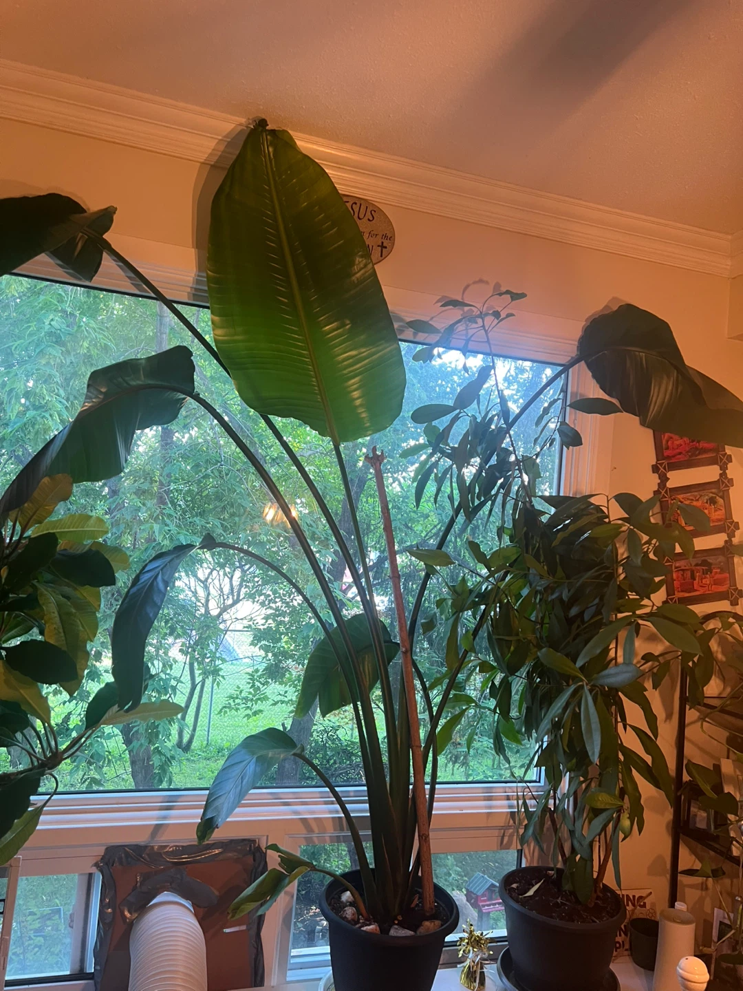 Healthy Large Bird of Paradise Plant - photo 3
