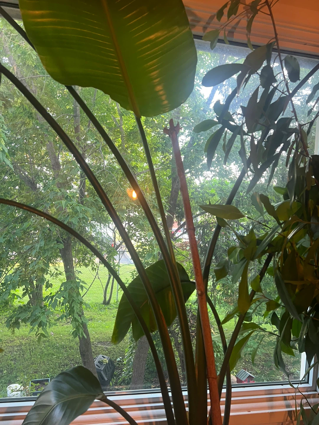 Healthy Large Bird of Paradise Plant - photo 4