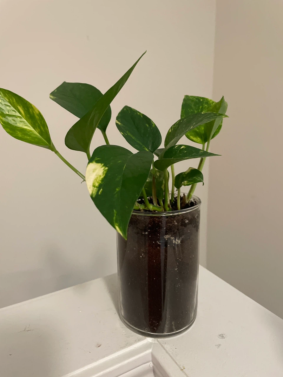 Pothos Plant in Glass Pot
