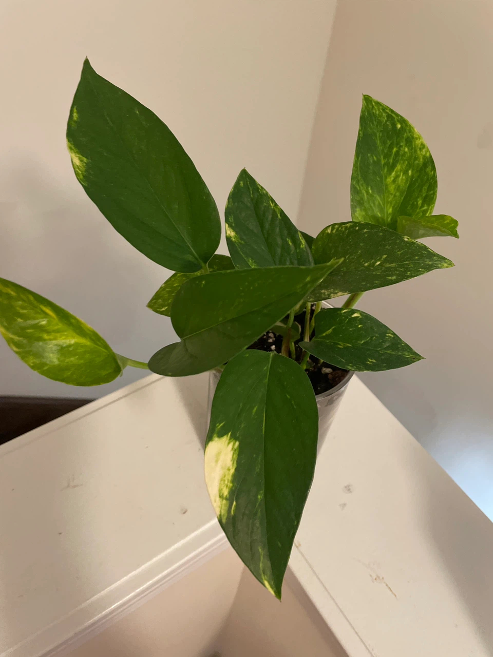 Pothos Plant in Glass Pot - photo 2