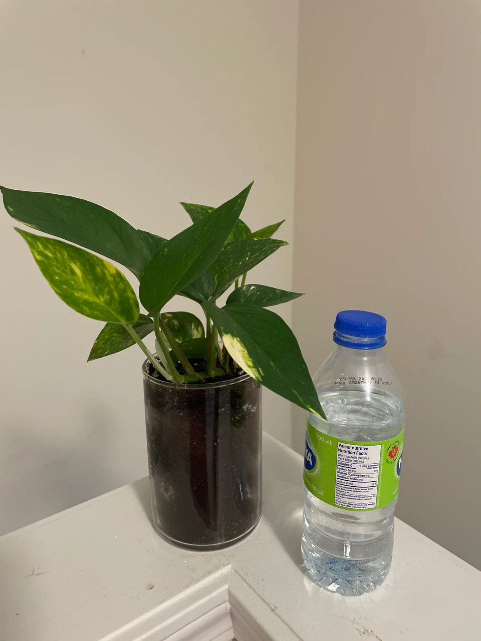 Pothos Plant in Glass Pot - photo 3