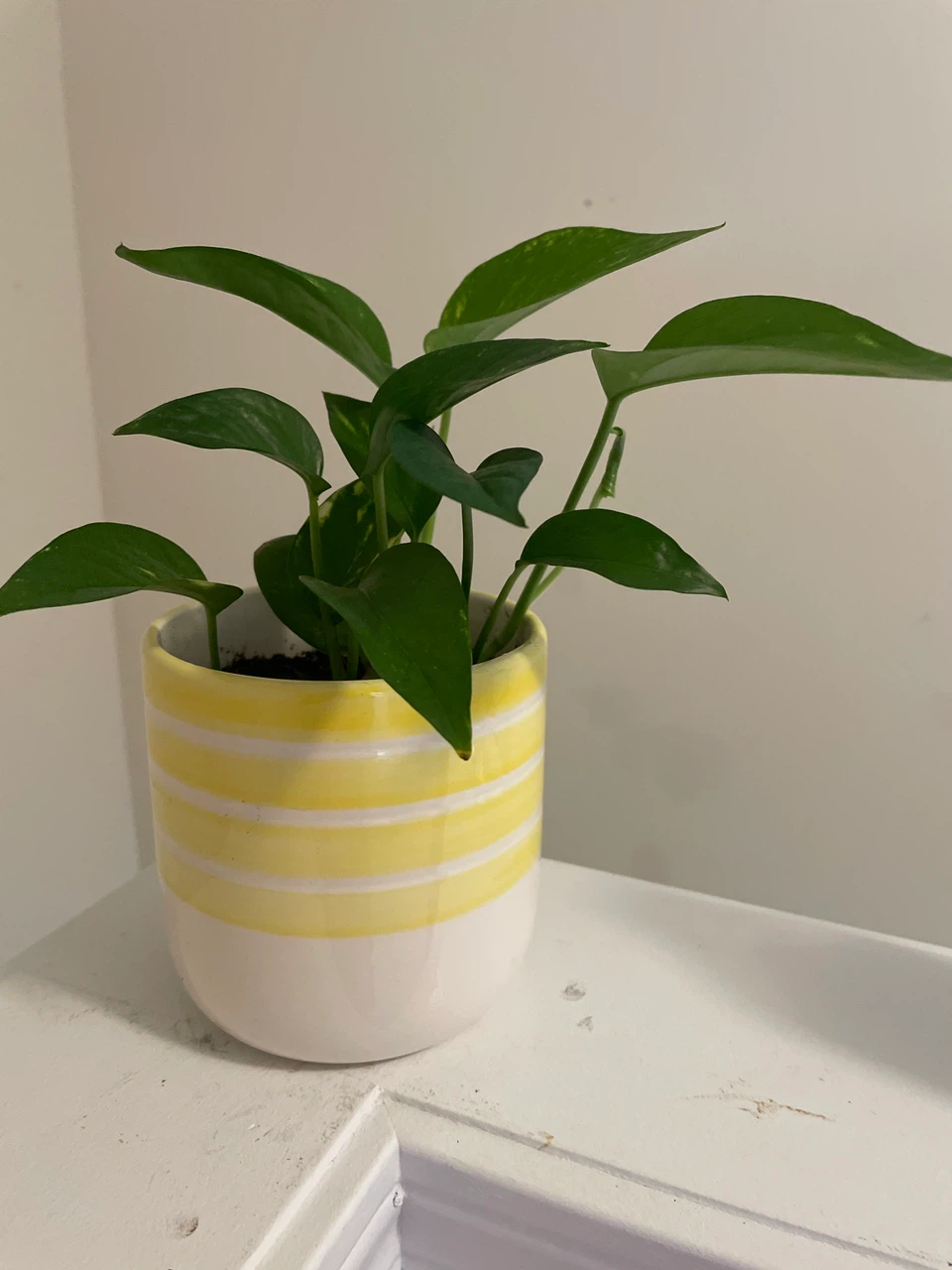 Pothos Plant in Yellow Striped Pot
